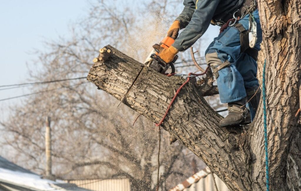 arborist cuts branches with chainsaw tree