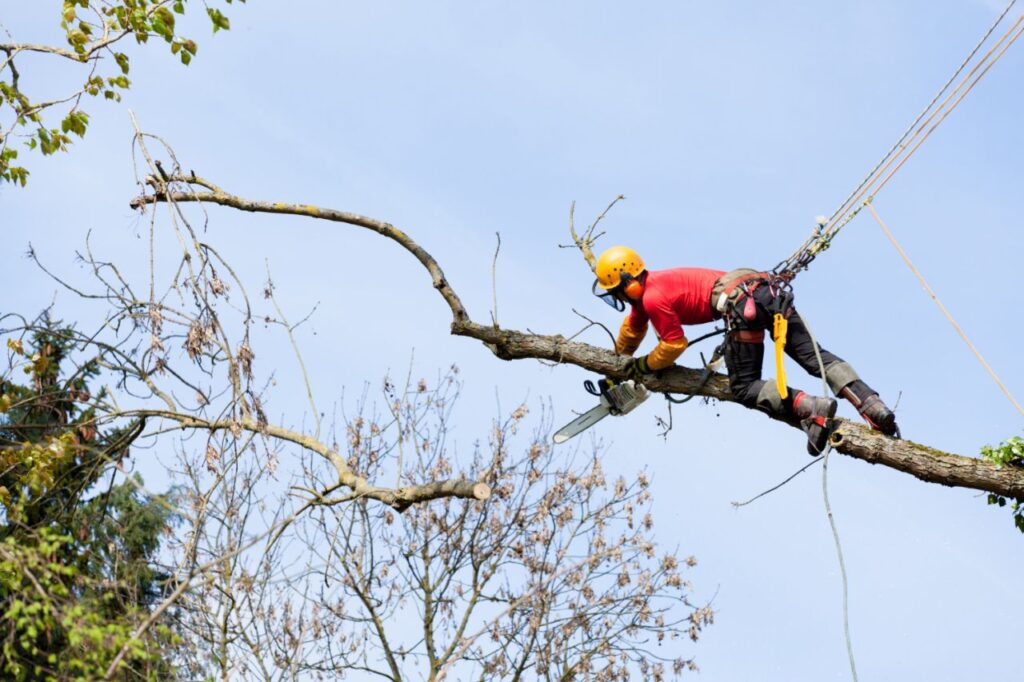 arborist cutting tree with chainsaw