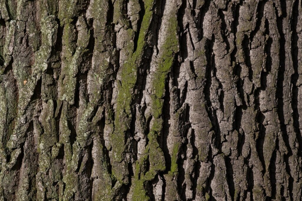 oak-bark
