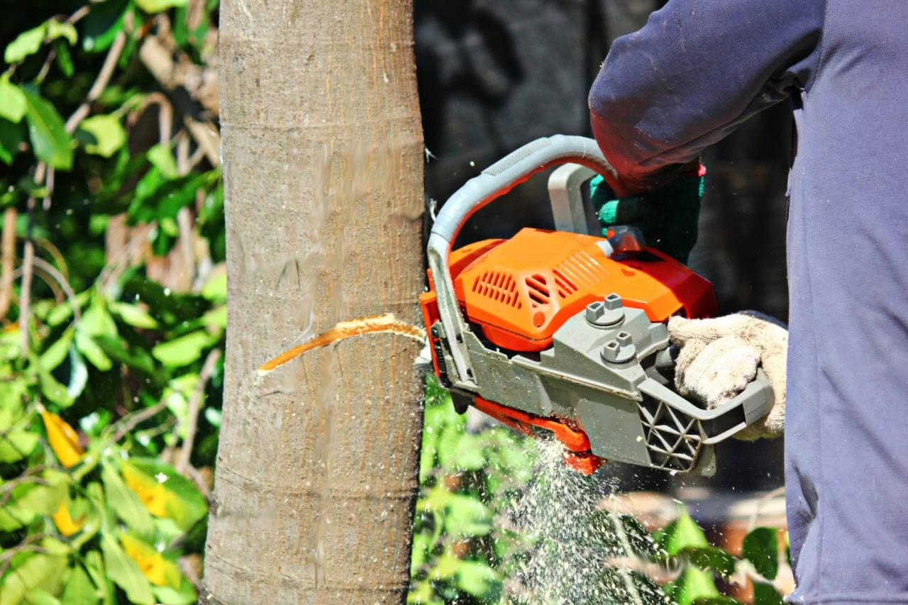 chainsaw cutting tree small gasoline engine combined with saw as tool cut trees
