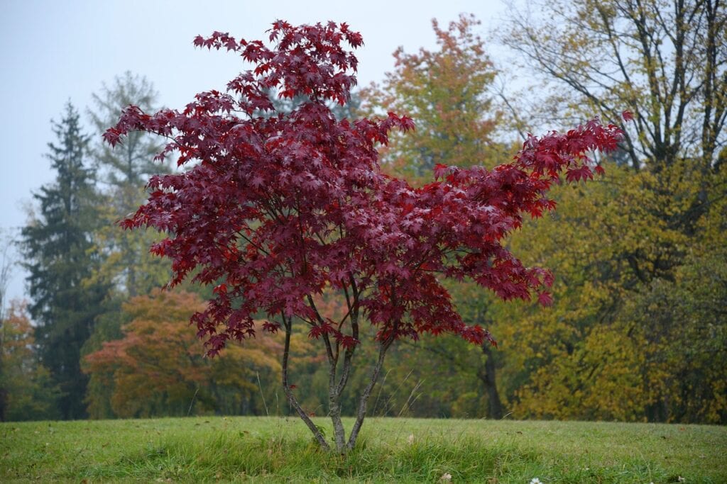 red-tree