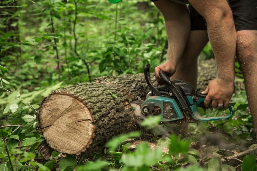 man with chainsaw cuts tree