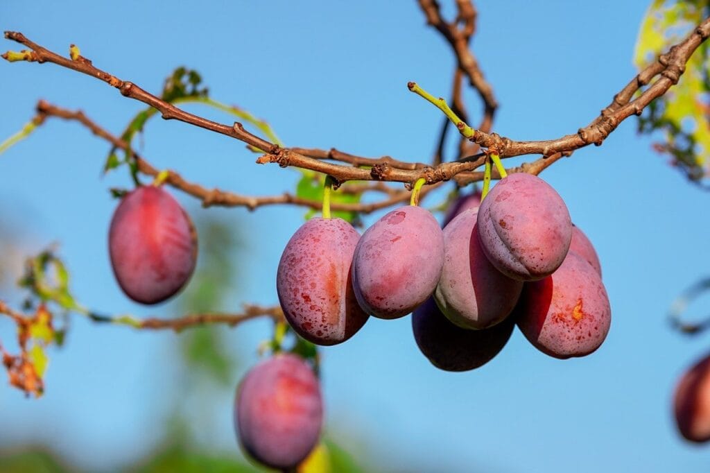 plums-tree