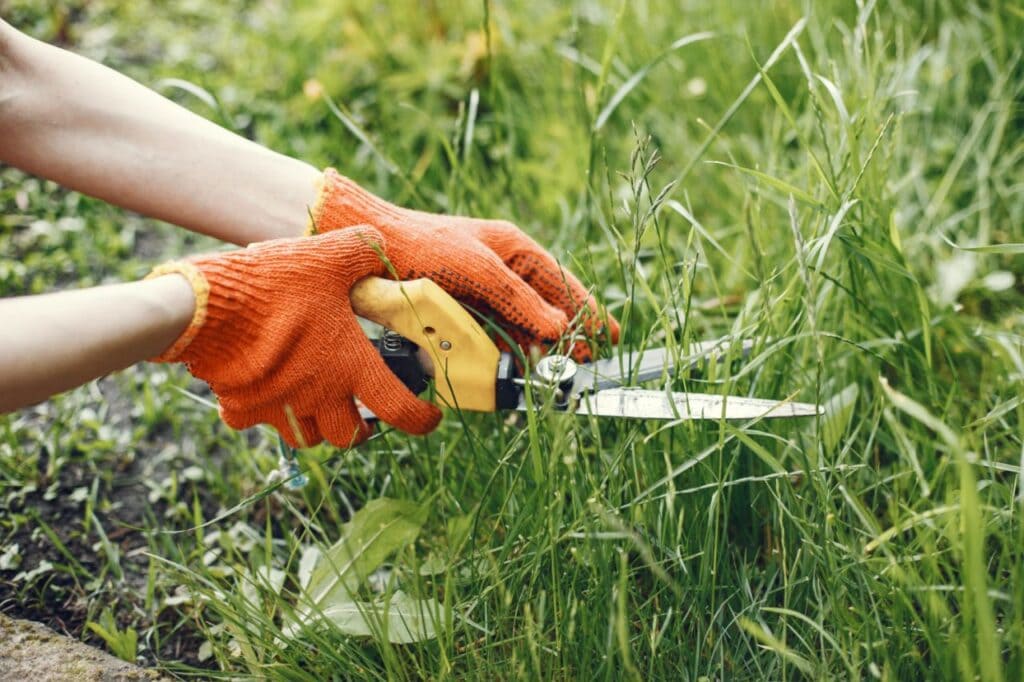 someone trimming bushes with garden scissors (1)