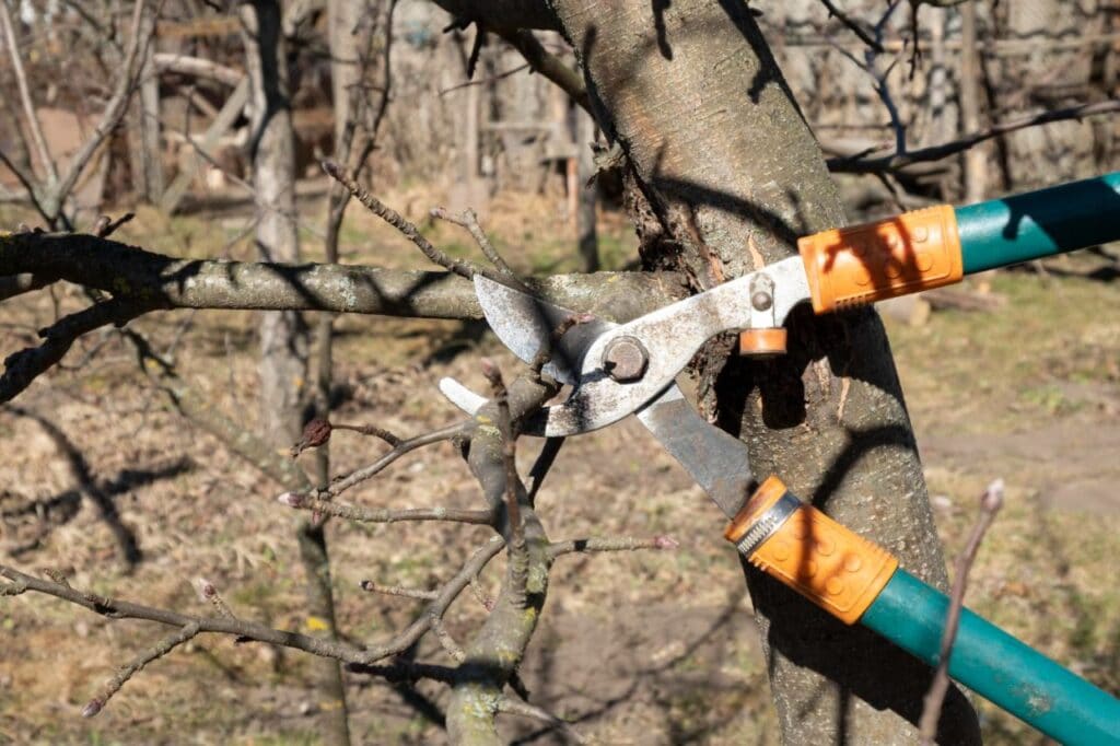 spring pruning trees with garden shears